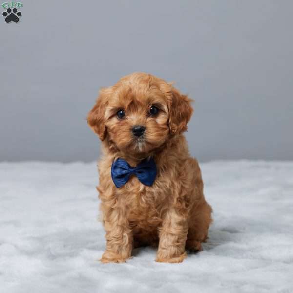 Marshall, Cavapoo Puppy